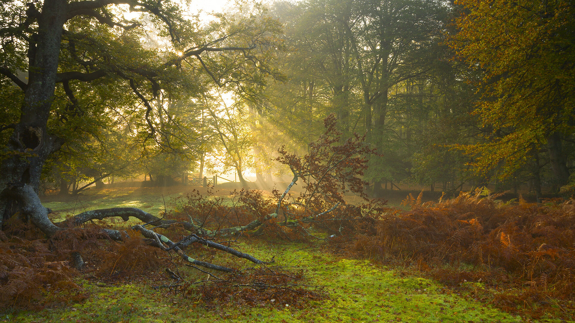 爱德华兹奥运宣言，关键战终极接管，美国男篮的新王登基？